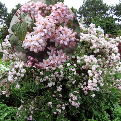 Deutzia 'Mont Rose' - Deutsia 'Mont Rose' TR18 